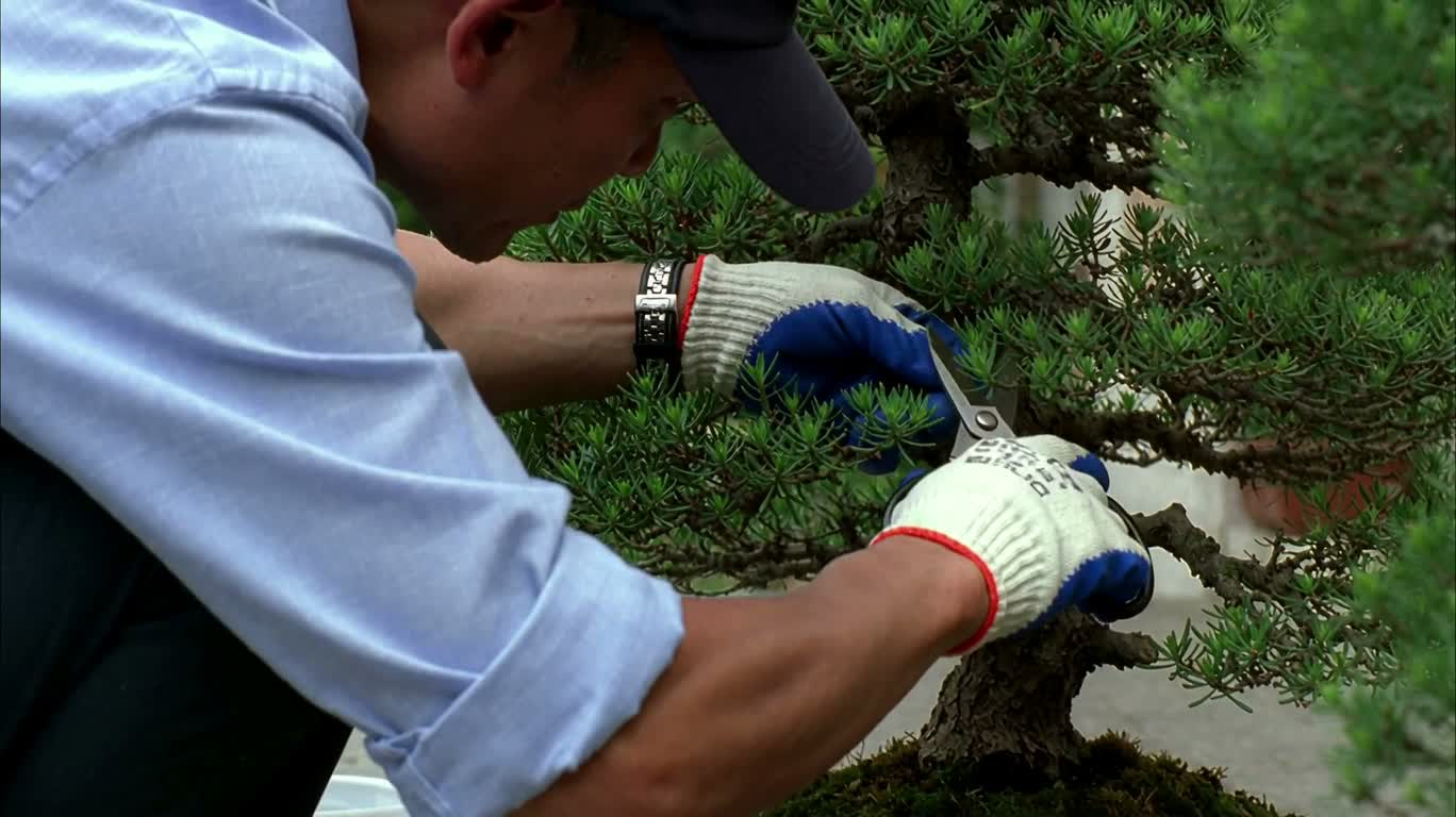Cắt tỉa bonsai