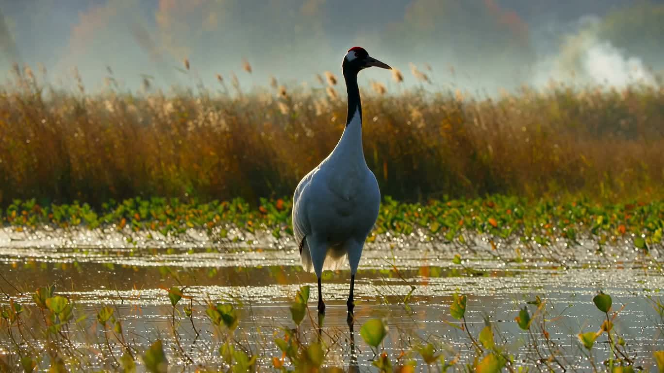 Danse des grues dans les marais brumeux du matin — AI video creation