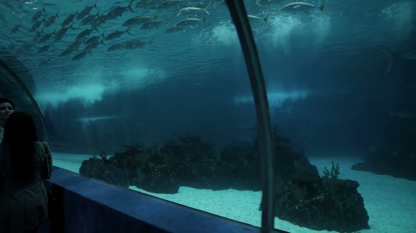 水族隧道漫游