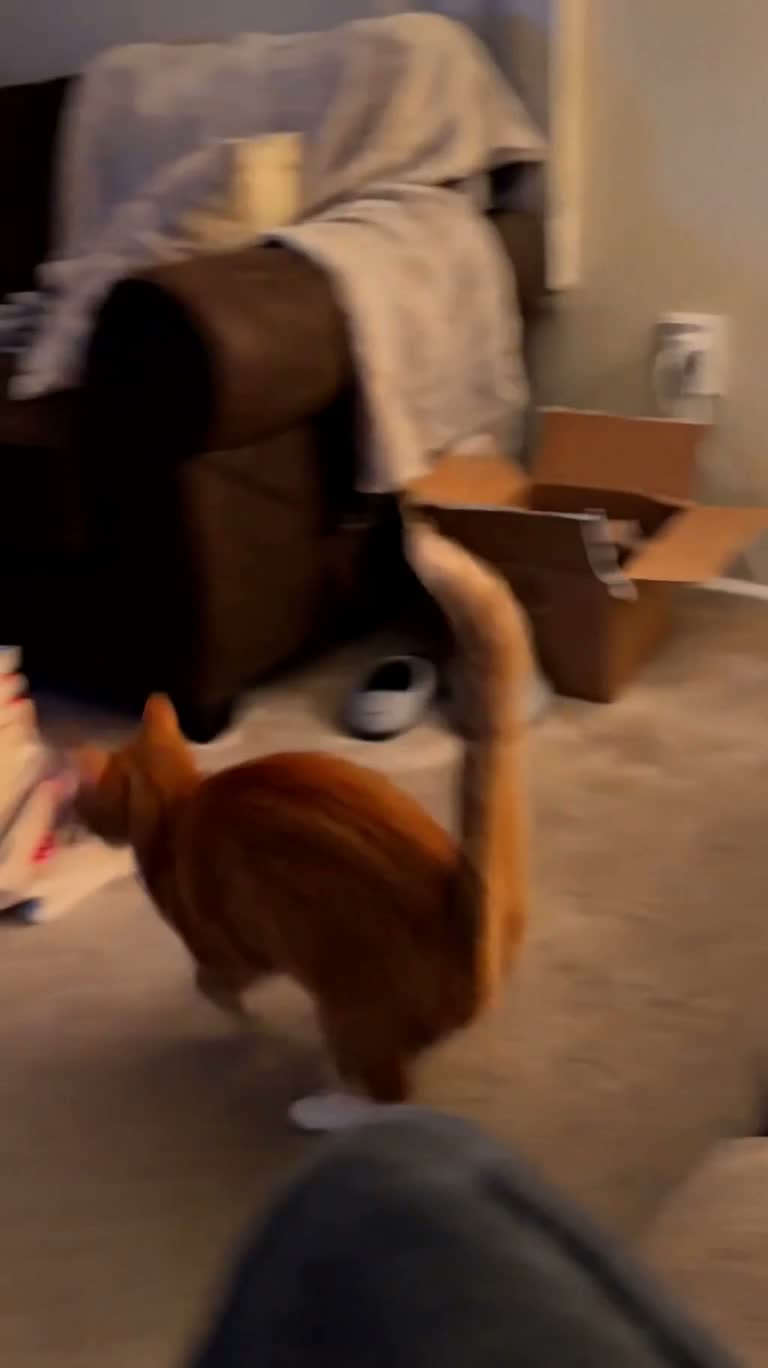橘猫追逐红点引发客厅混乱 — AI video creation